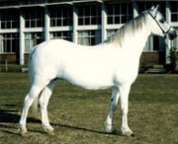 The Welsh Mountain Pony (Section A)