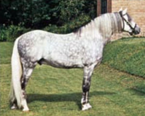 The Welsh Pony (Section B)
