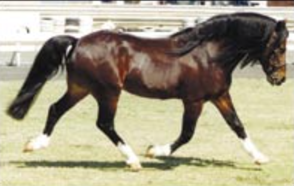 The Welsh Pony of Cob Type (Section C)