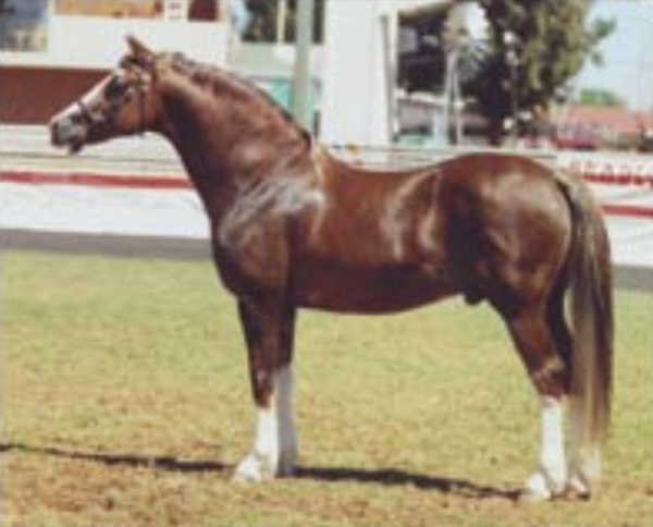 The Welsh Cob (Section D)