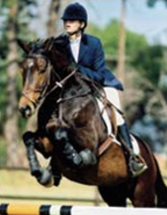 The Welsh Partbred